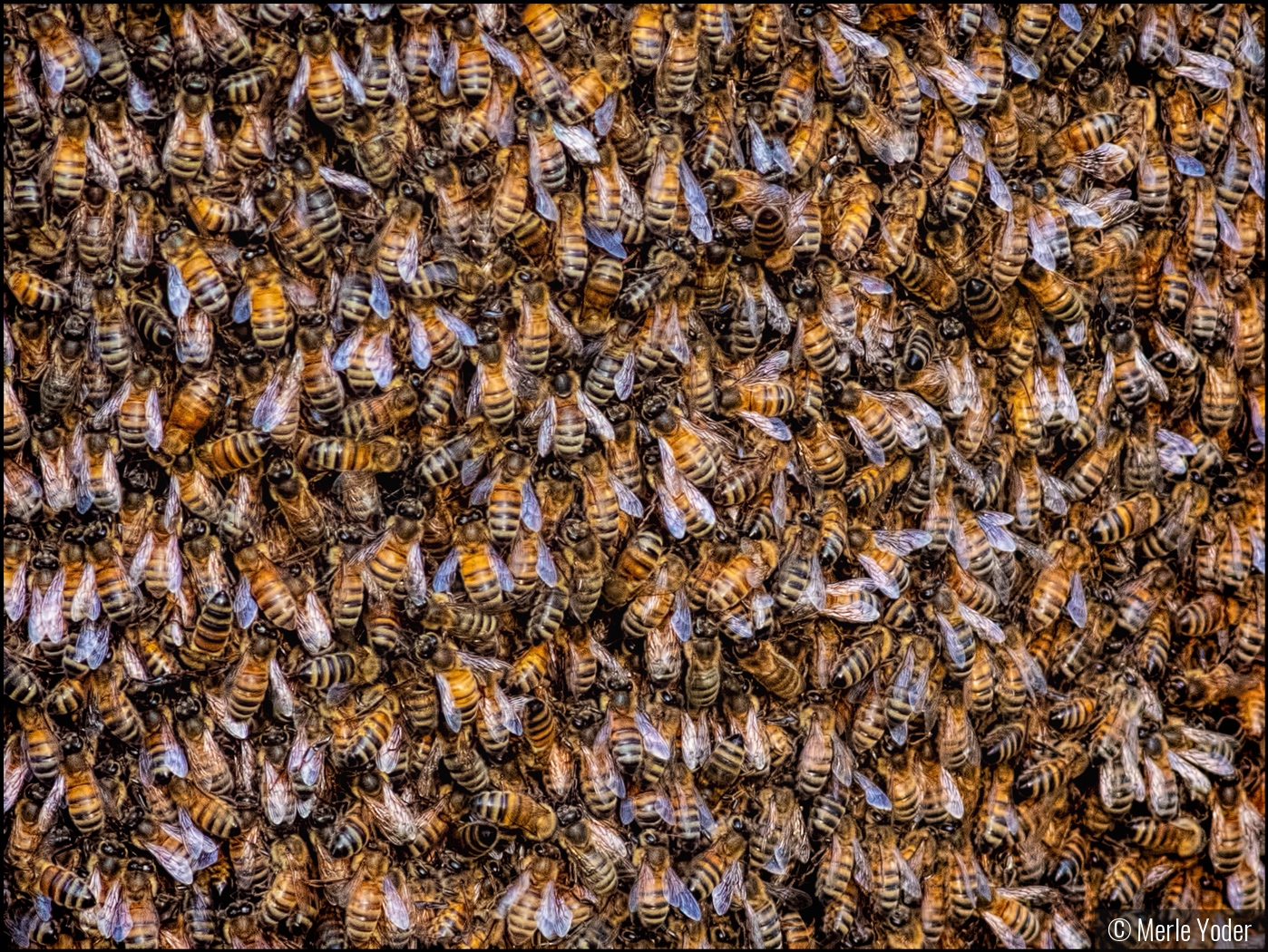 Busy as a Bee by Merle Yoder