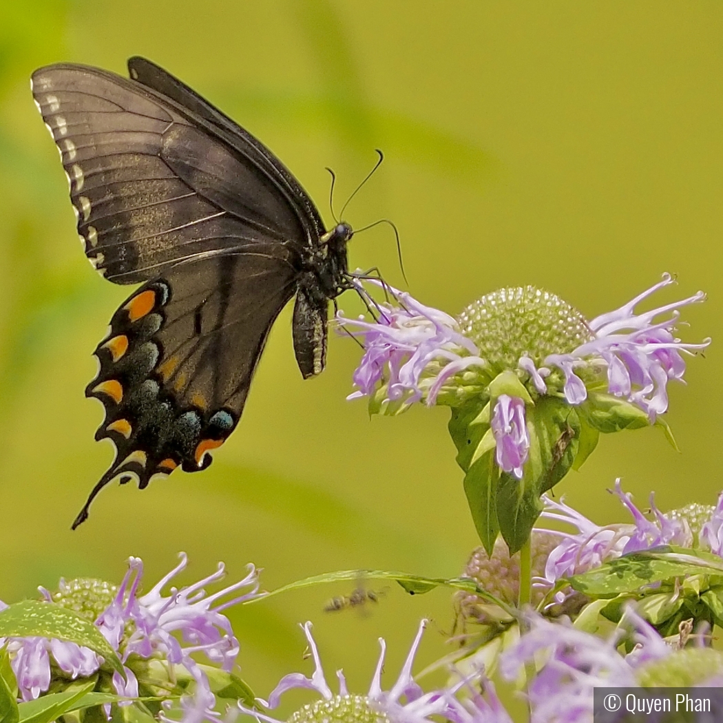 Butterfly Landing by Quyen Phan
