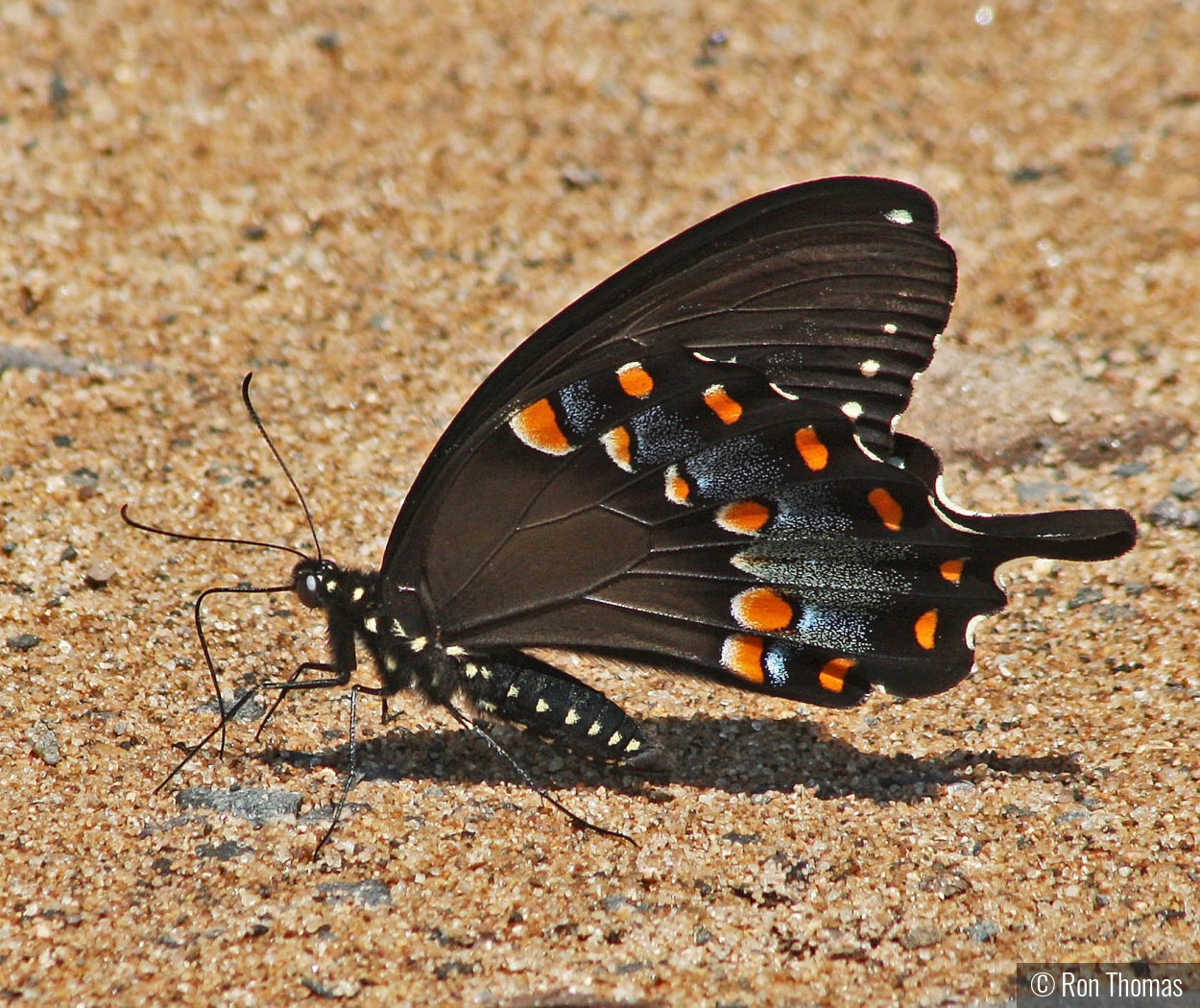 Butterfly on ground by Ron Thomas