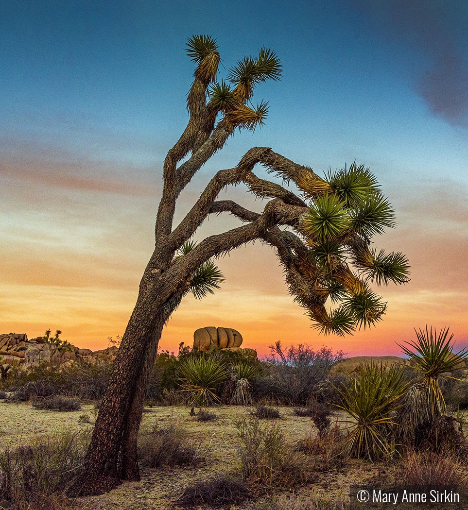California Desert Sunset by Mary Anne Sirkin