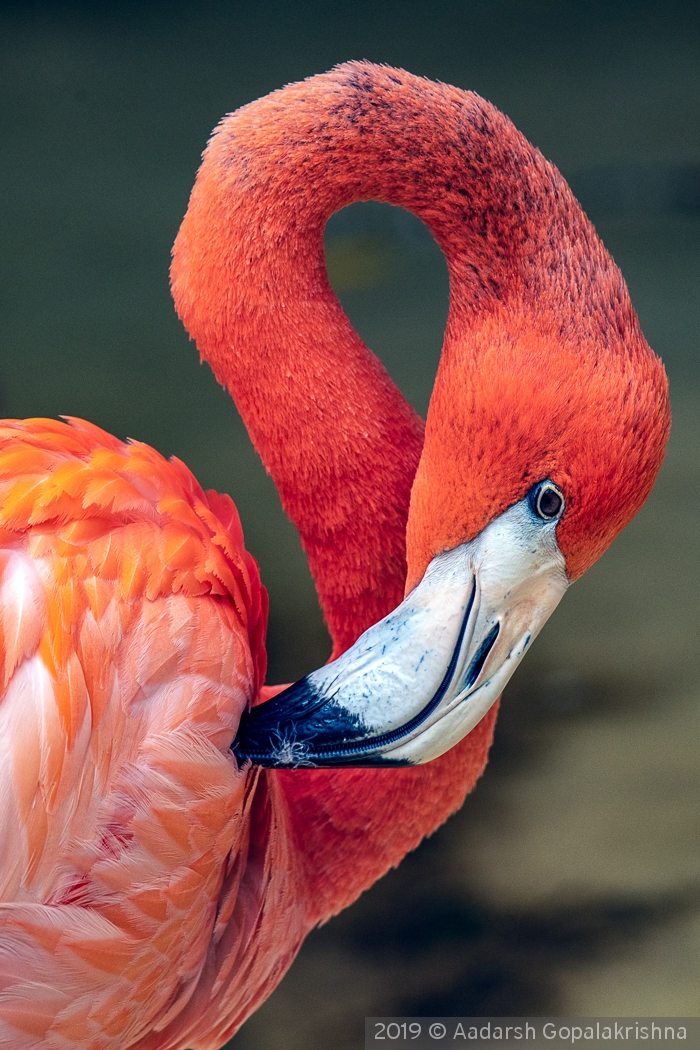 Camera shy Flamingo by Aadarsh Gopalakrishna