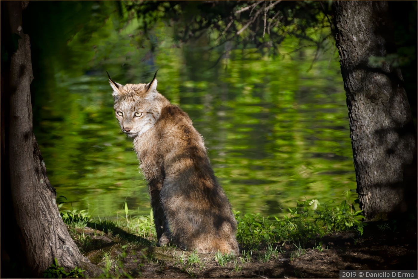 Canadian Lynx by Danielle D'Ermo
