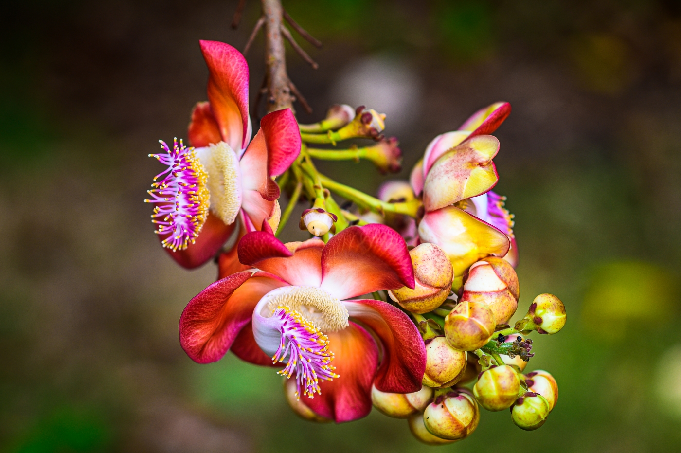 Cannon Ball Tree Flower - ST. Croix by Peter Rossato