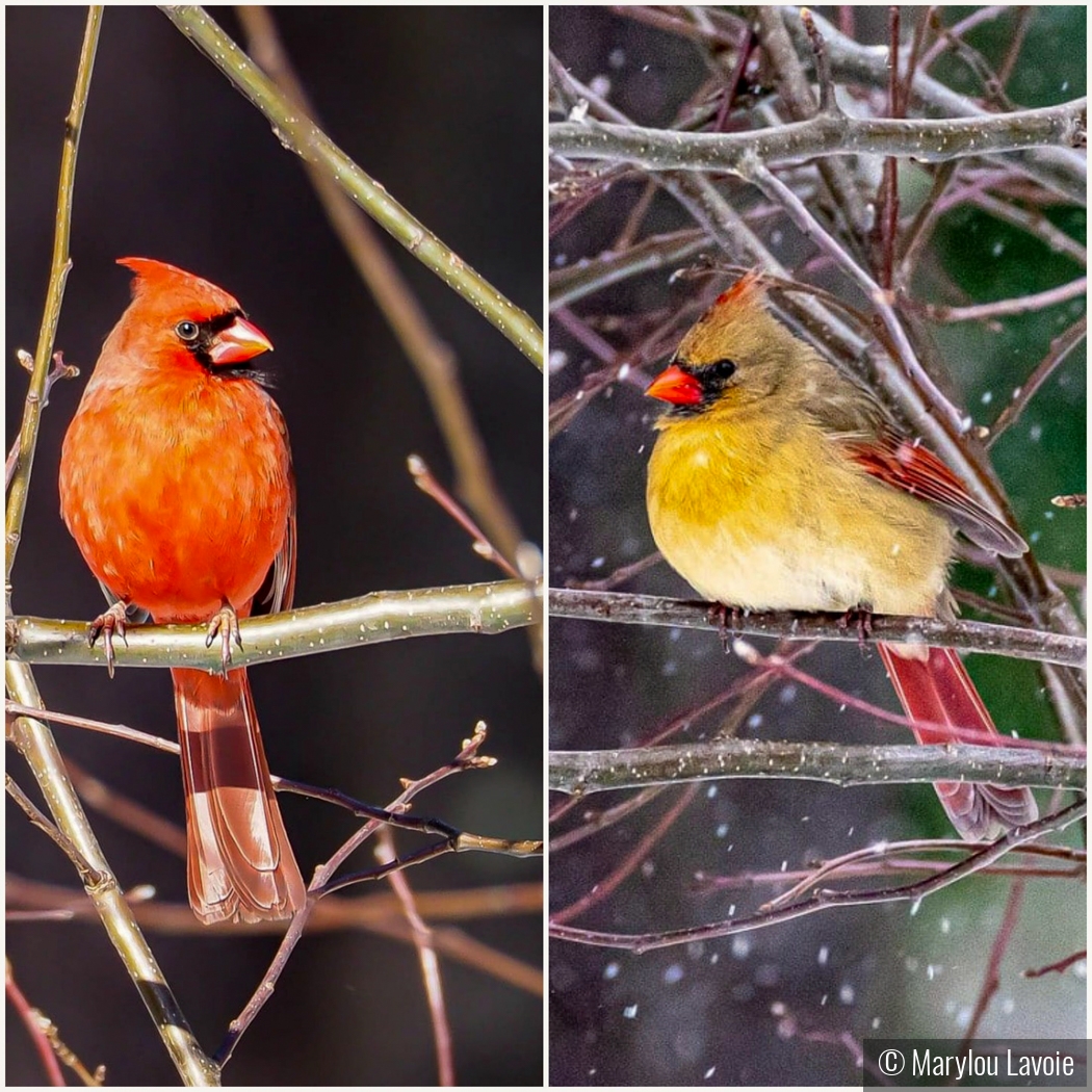 Cardinal Diptych by Marylou Lavoie