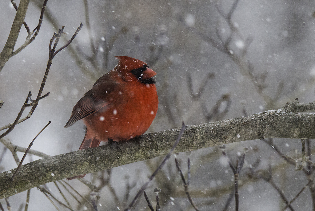 Cardinal on a dreary day by Nancy Schumann