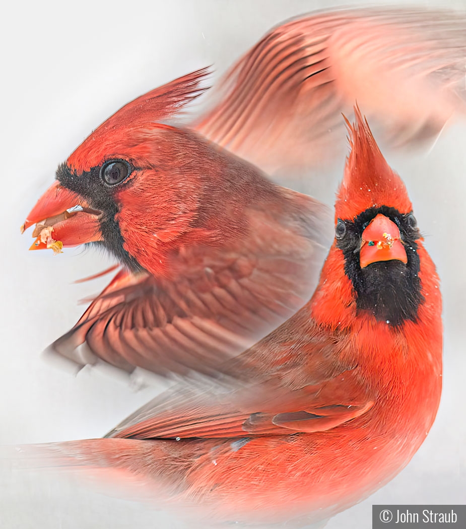 Cardinal Snowy Day Composite by John Straub