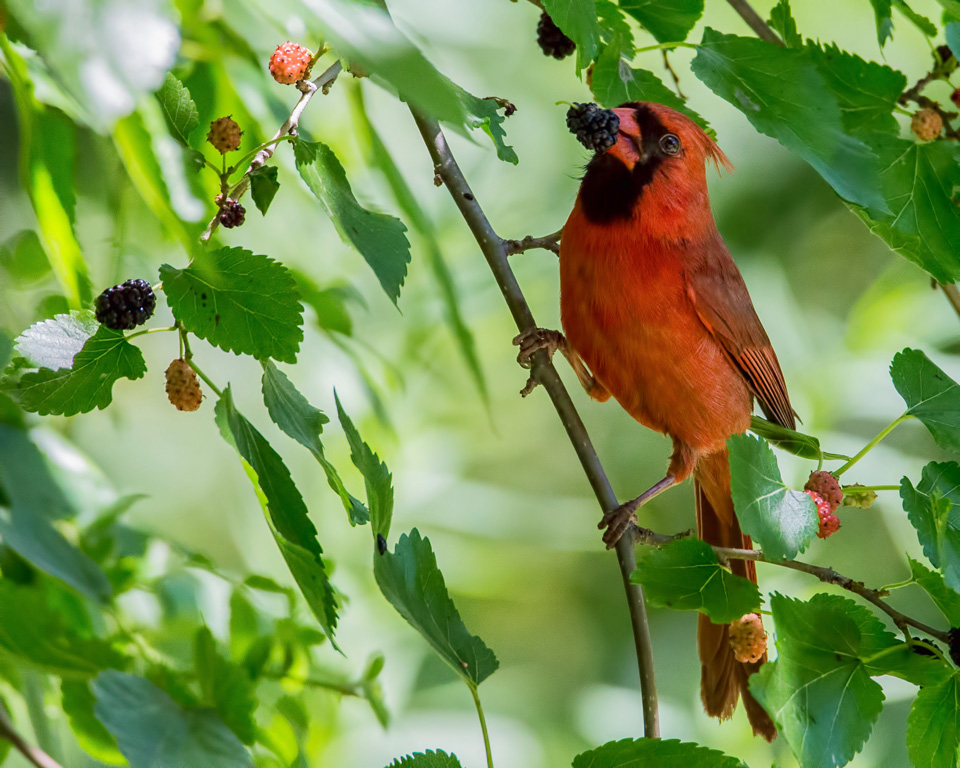 Cardinal with Berry by Susan Poirier