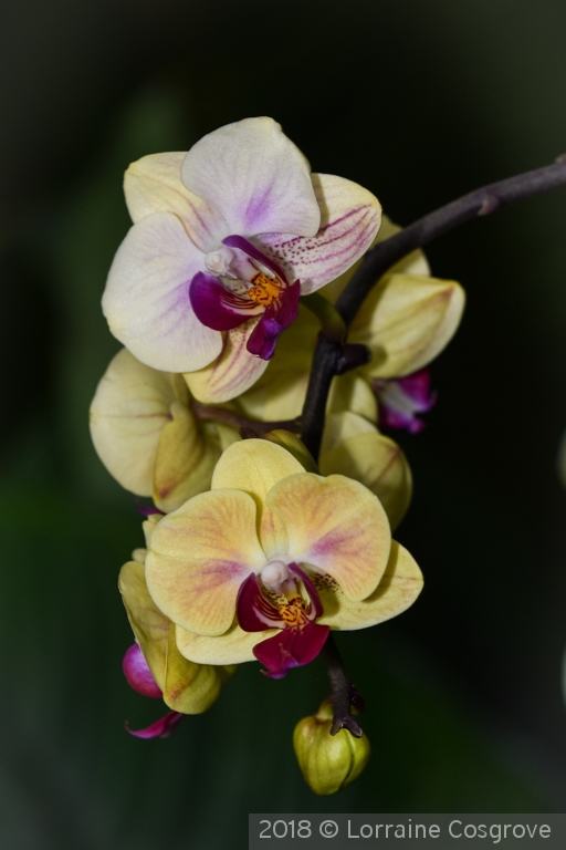 Cascading Orchids by Lorraine Cosgrove