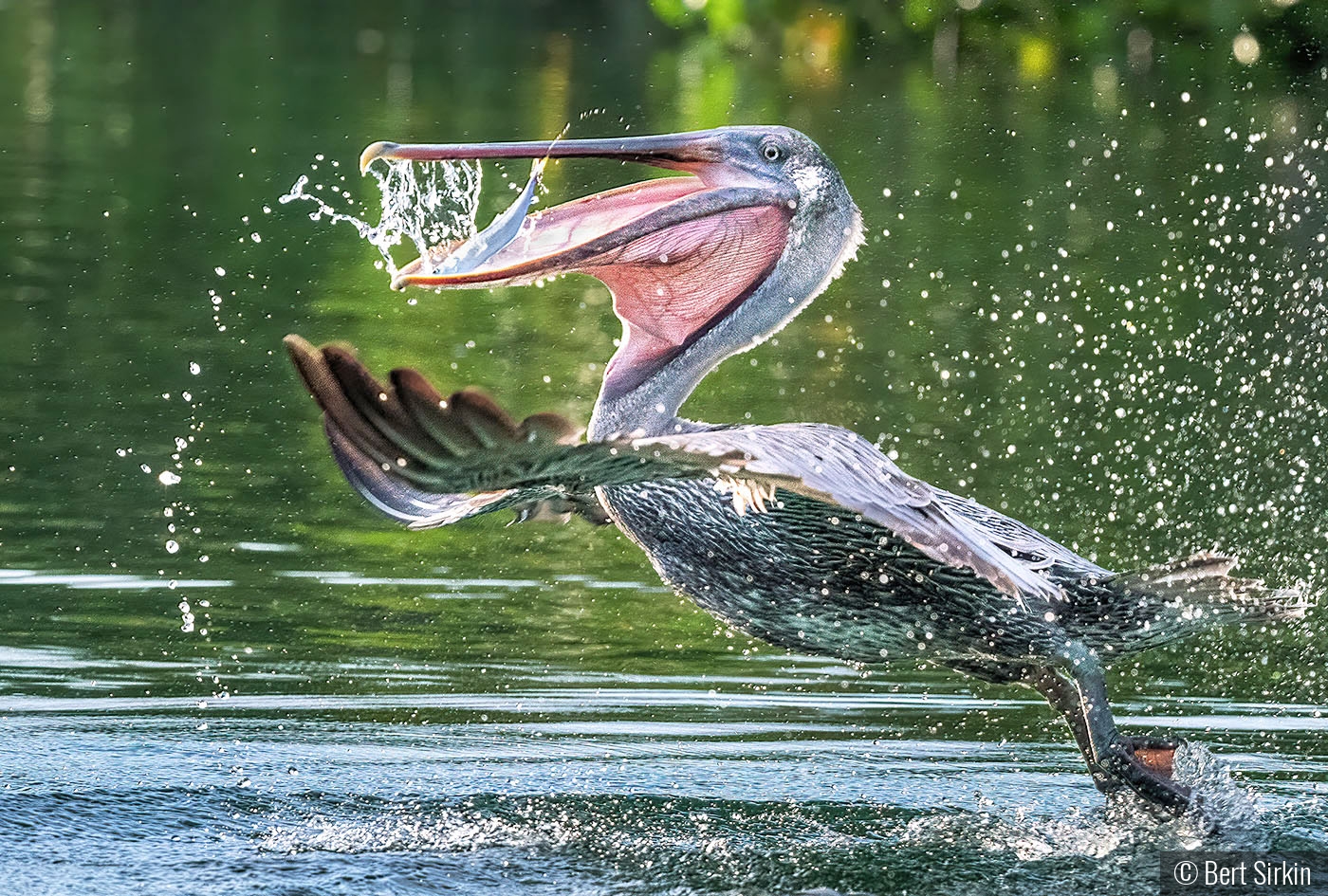 Catch of the day by Bert Sirkin