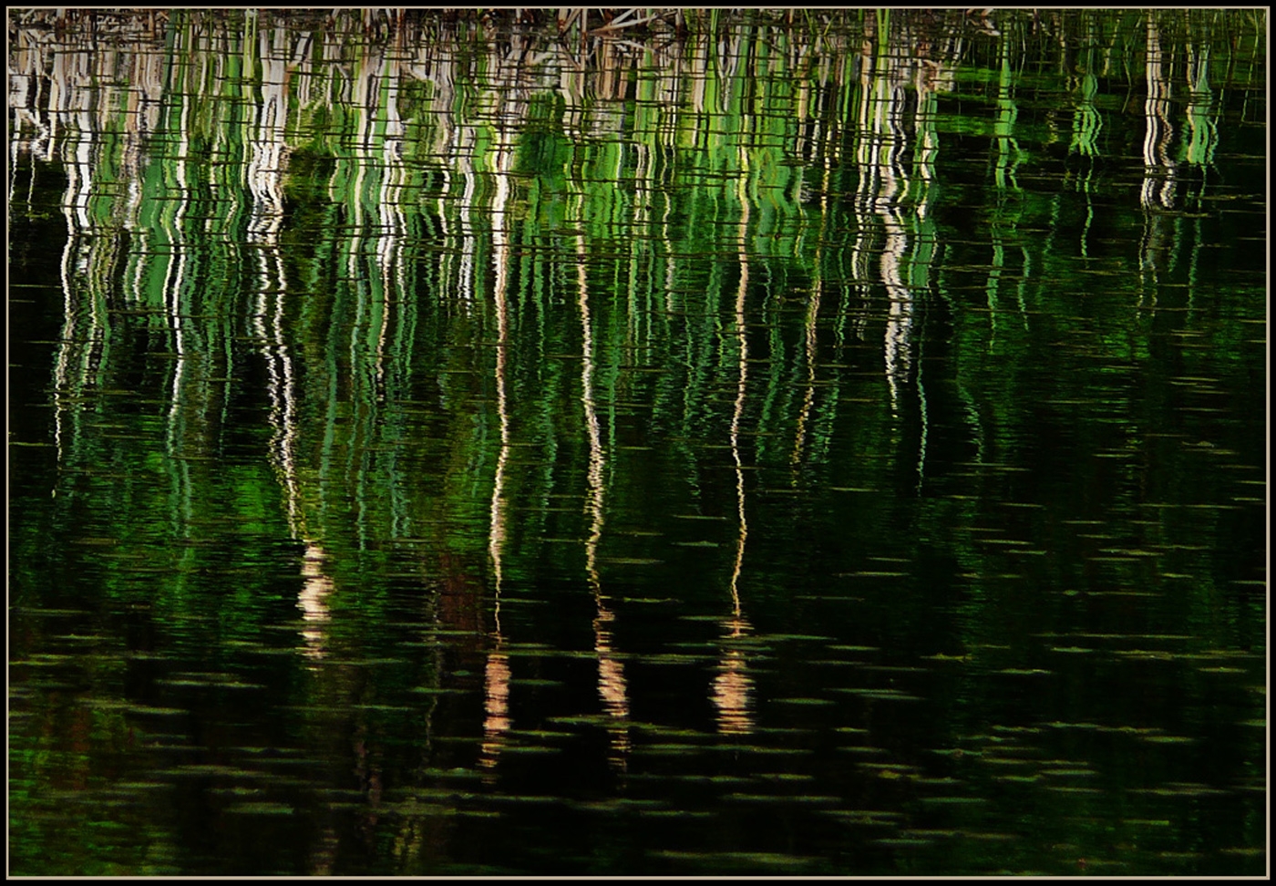 Cattail Reflections by Bruce Metzger