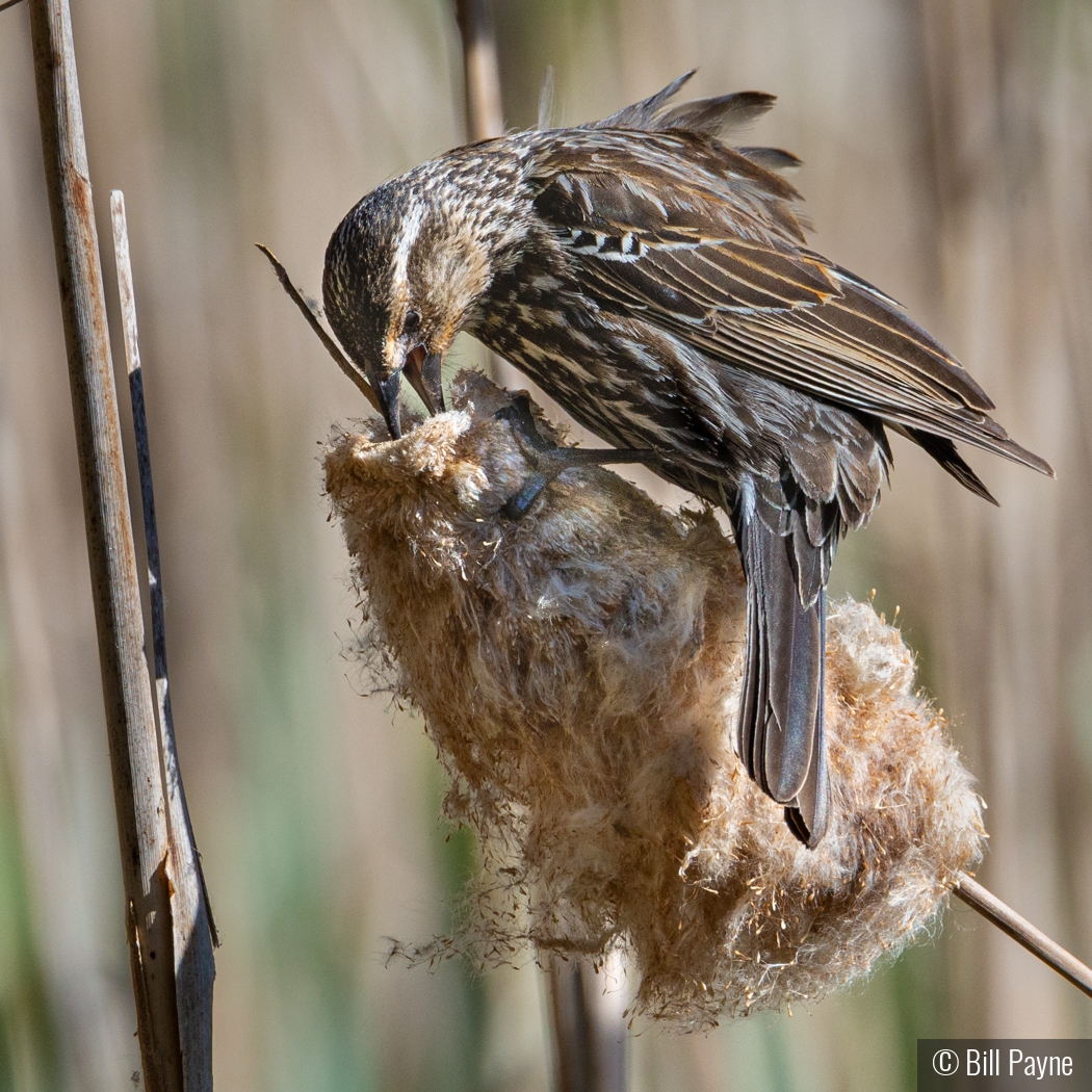 Cattails for Lunch by Bill Payne