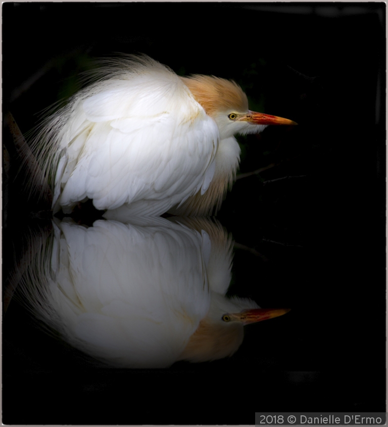 Cattle Egret Reflected by Danielle D'Ermo