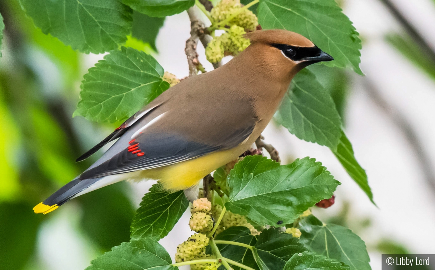 Cedar Waxwing in the Mulberry Tree by Libby Lord