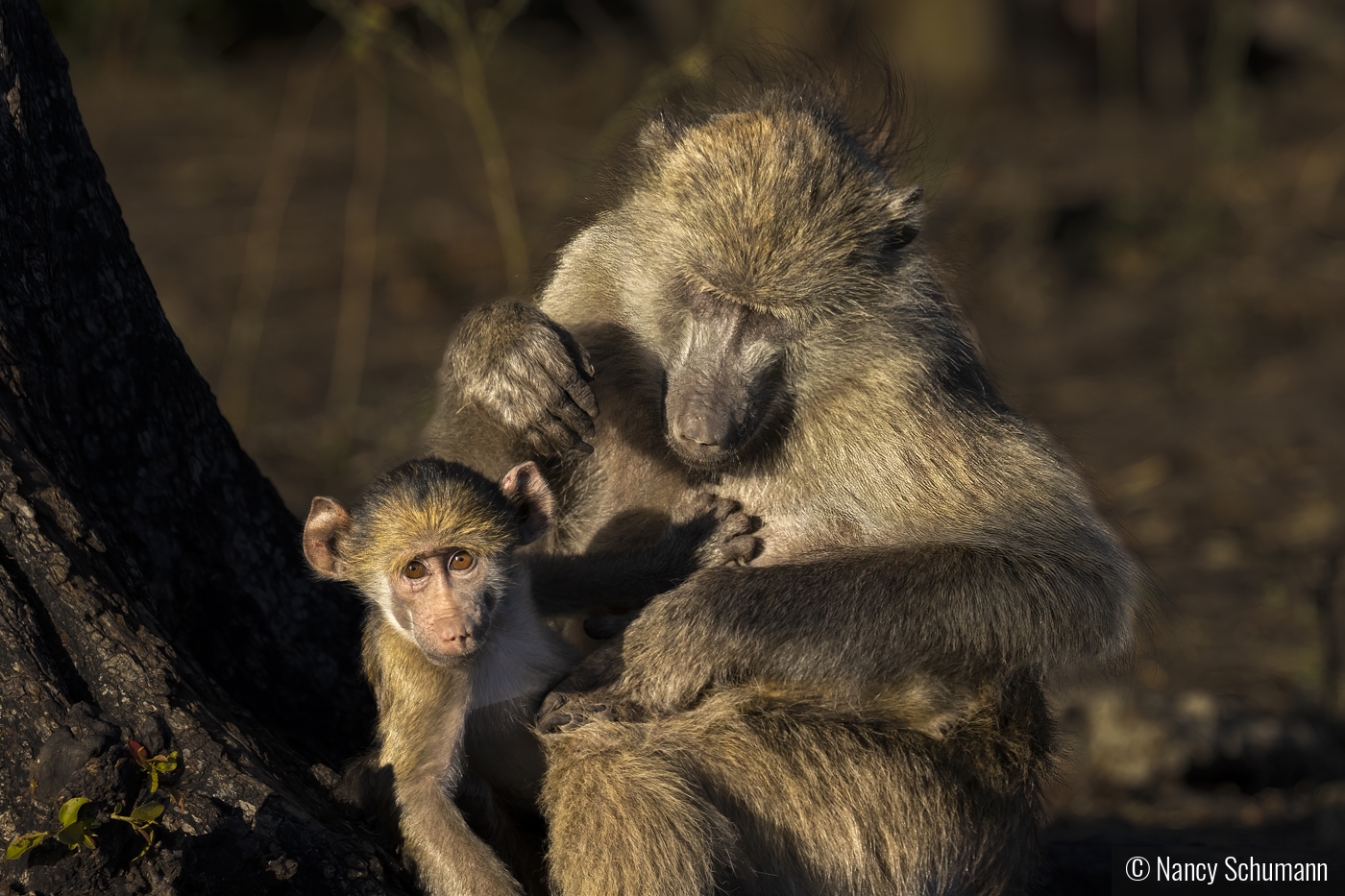 Chacma Baboon Mother and Baby by Nancy Schumann