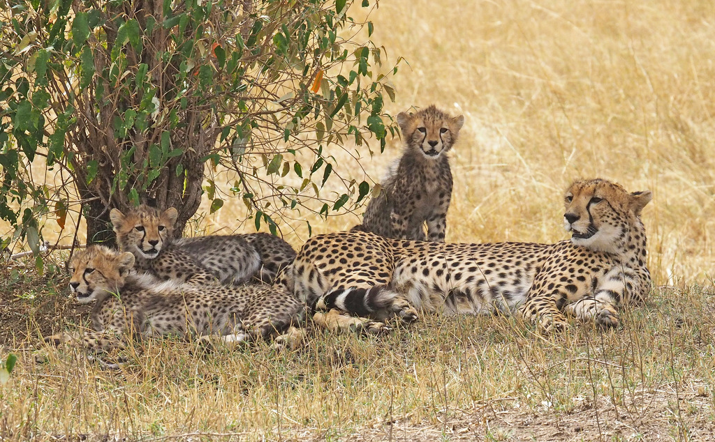 Cheetah Family Portrait by Ken Case