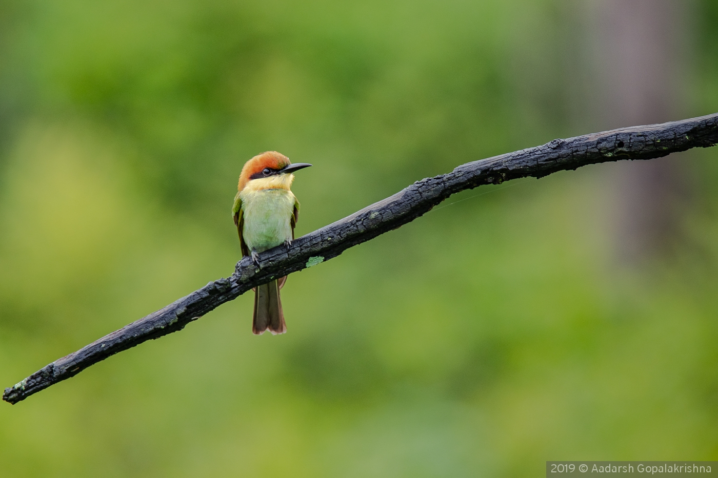 Chestnut-headed bee-eater perch by Aadarsh Gopalakrishna