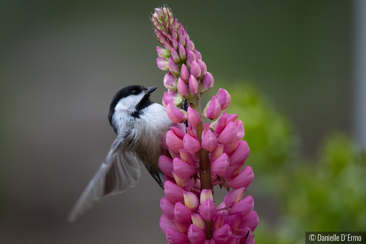 Chicadee On Lupine by Danielle D'Ermo