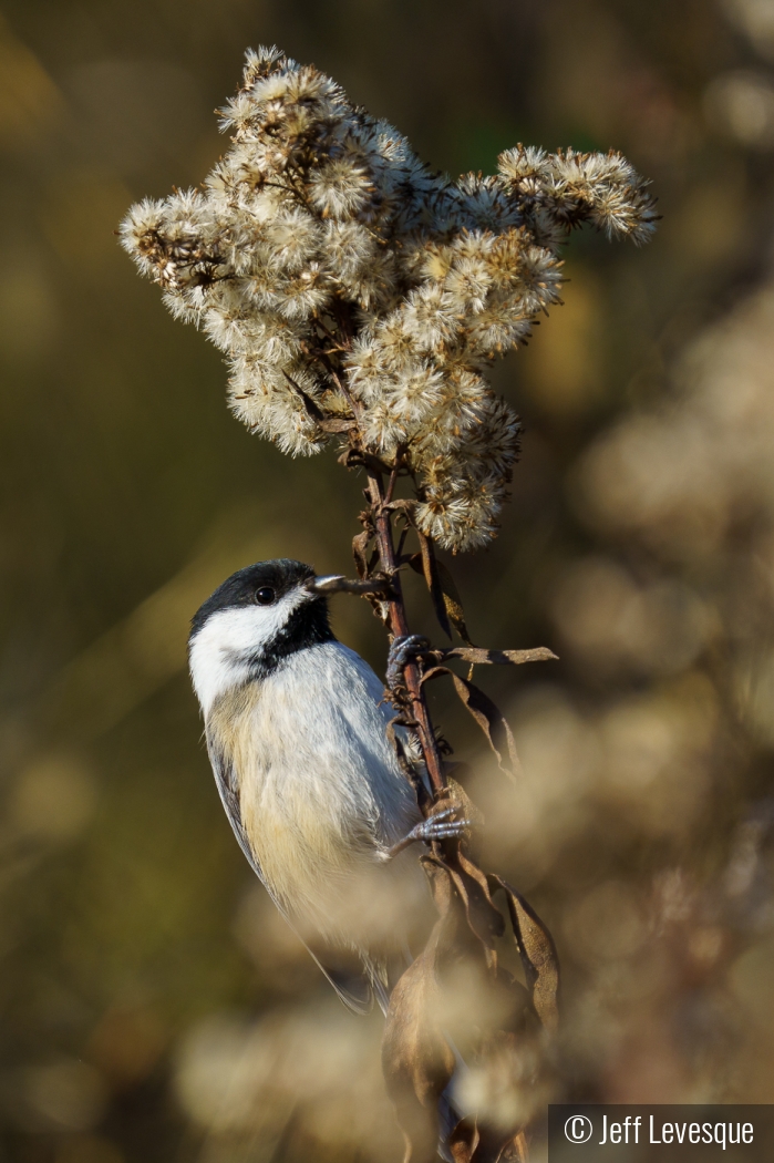 Chickadee by the shore by Jeff Levesque