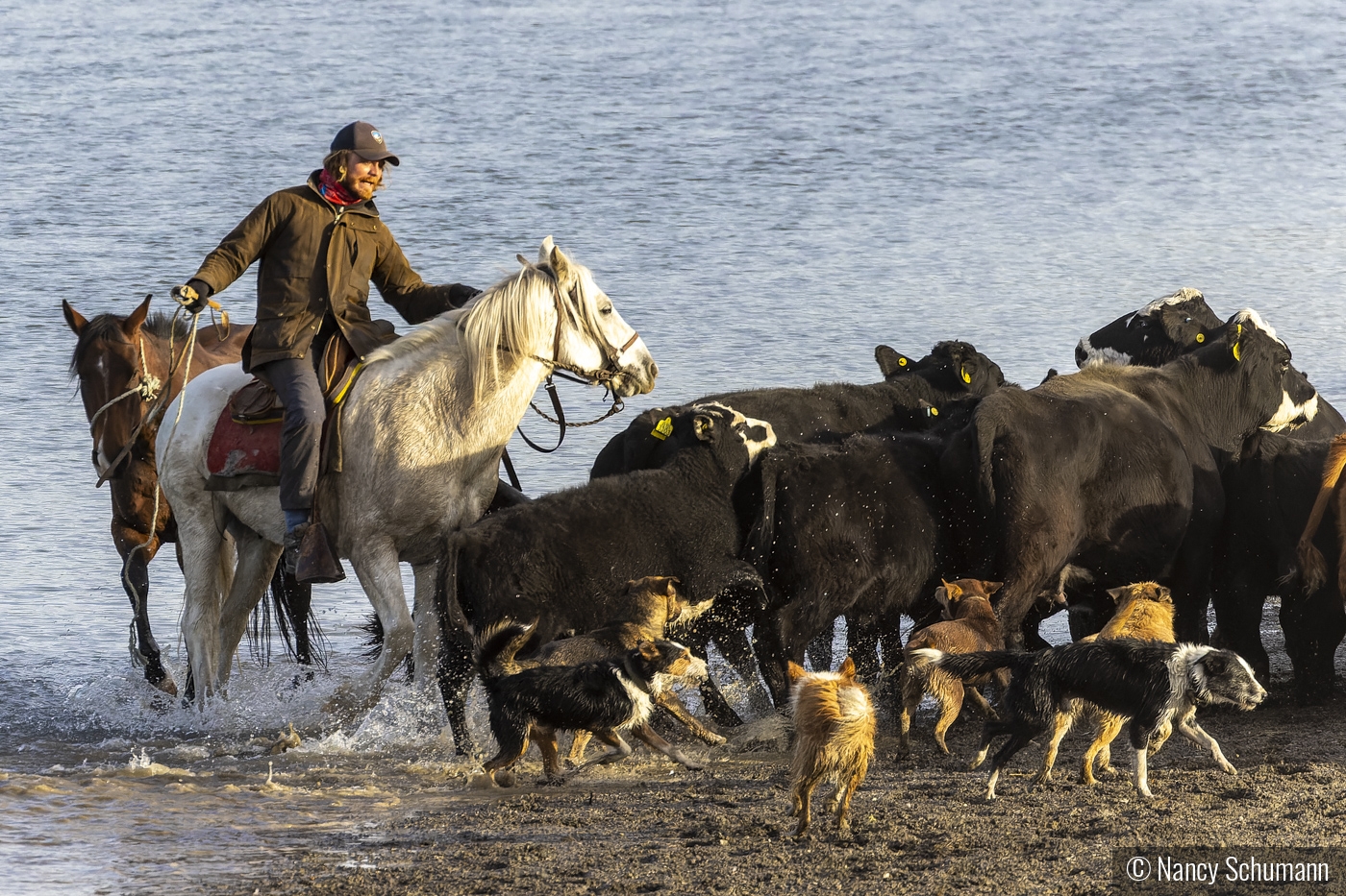 Chilean Cattle Roundup by Nancy Schumann