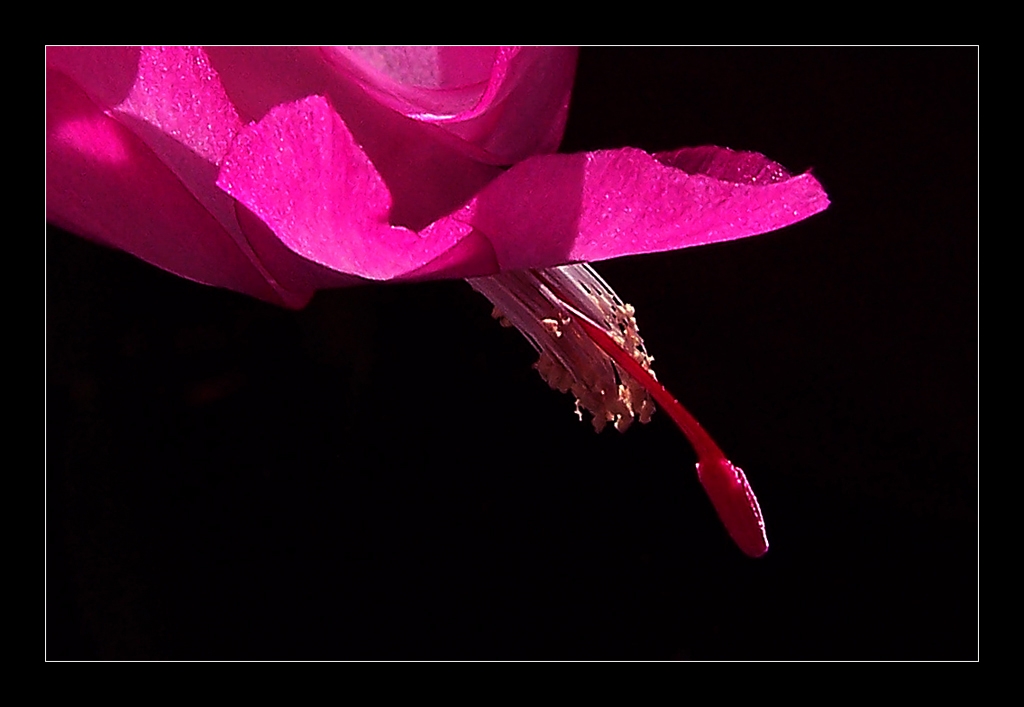 Christmas Cactus by Bruce Metzger