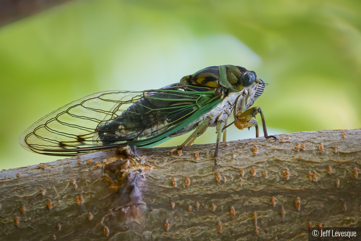 Cicada by Jeff Levesque
