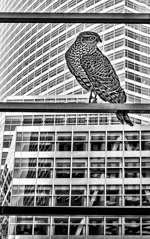 City Hawk Reporting for Work by Donna JW Griffiths