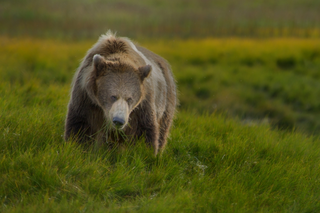 Coastal Brown Bear Eating Sedge Grasses by Danielle D'Ermo