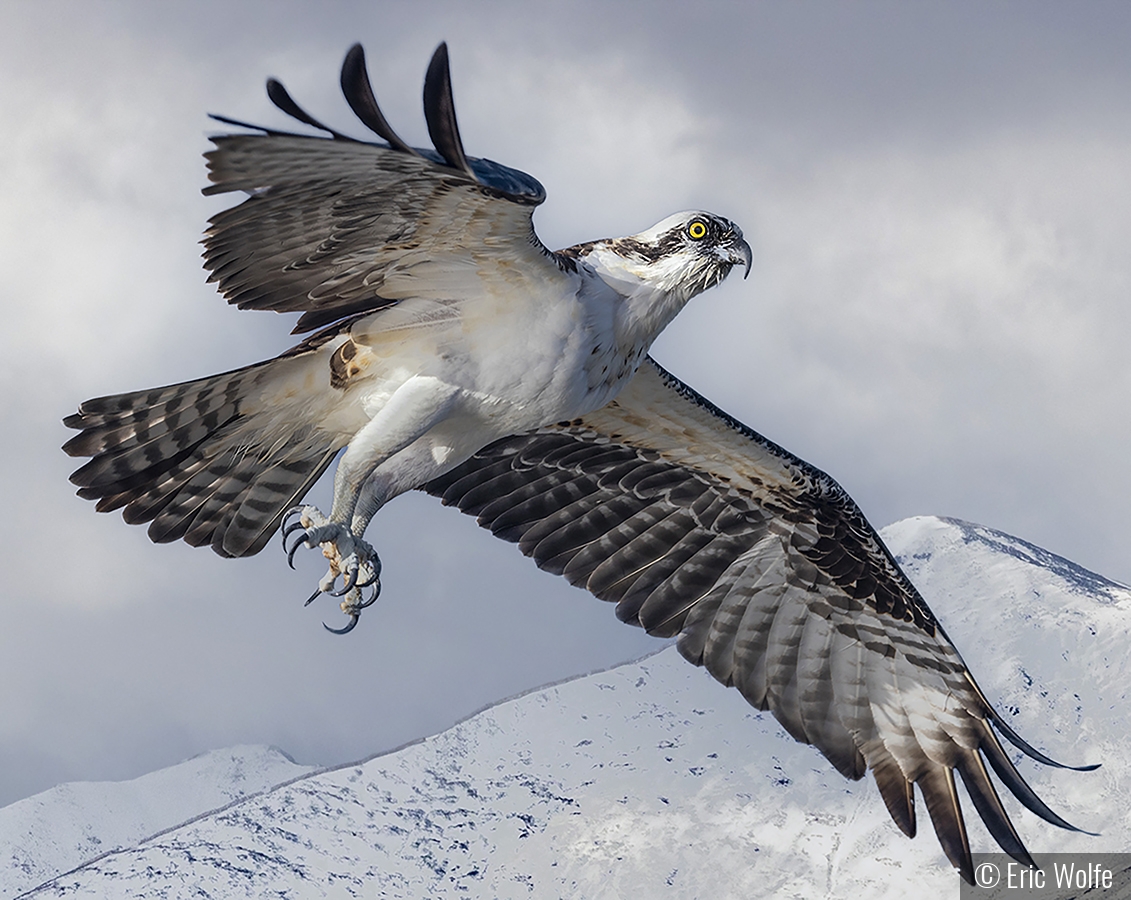 Colorado Osprey by Eric Wolfe