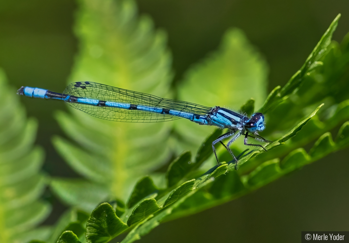 Common Blue Damselfly by Merle Yoder
