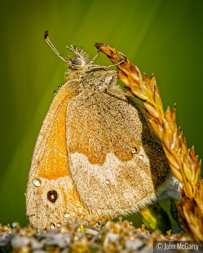 Common Ringlet Early Morning by John McGarry