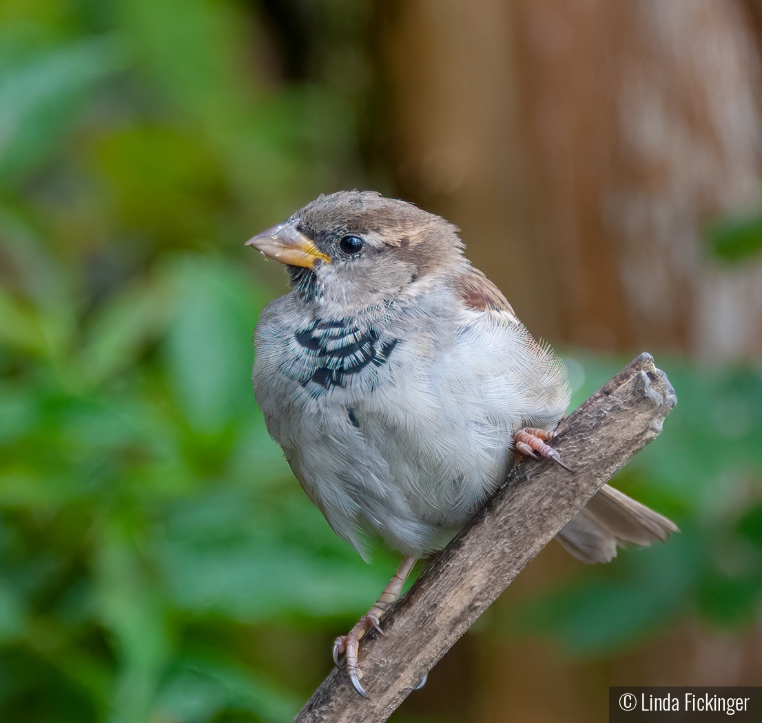 Common Sparrow by Linda Fickinger
