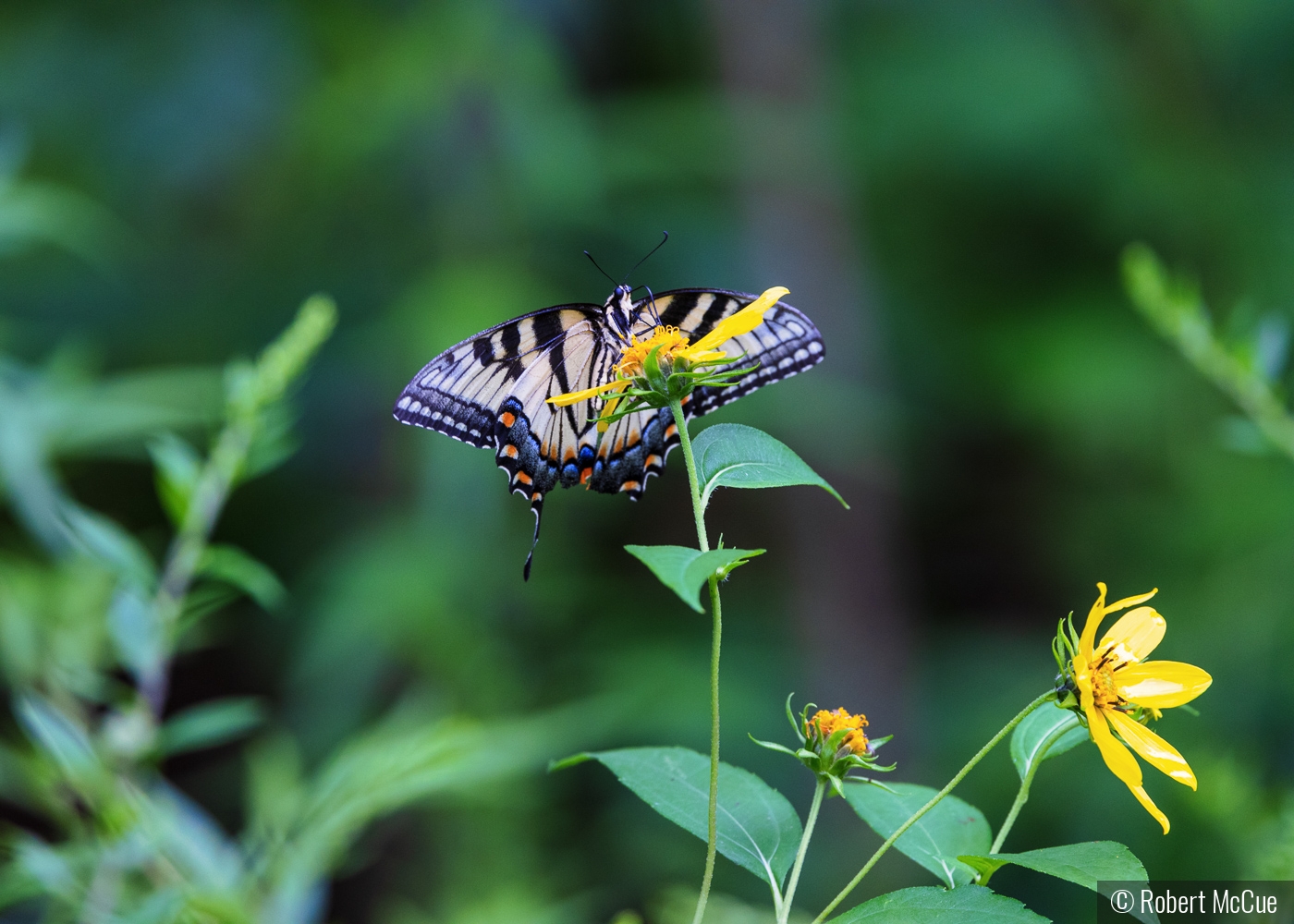 Common Swallowtail by Robert McCue