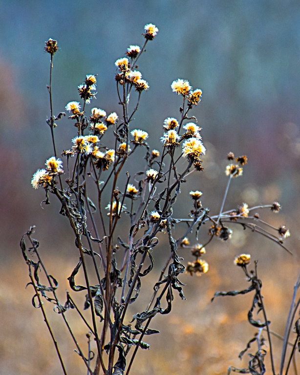 Common Tall Weed In Winter by Dolph Fusco