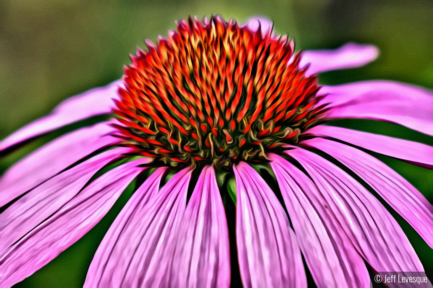 Cone Flower Canvas by Jeff Levesque