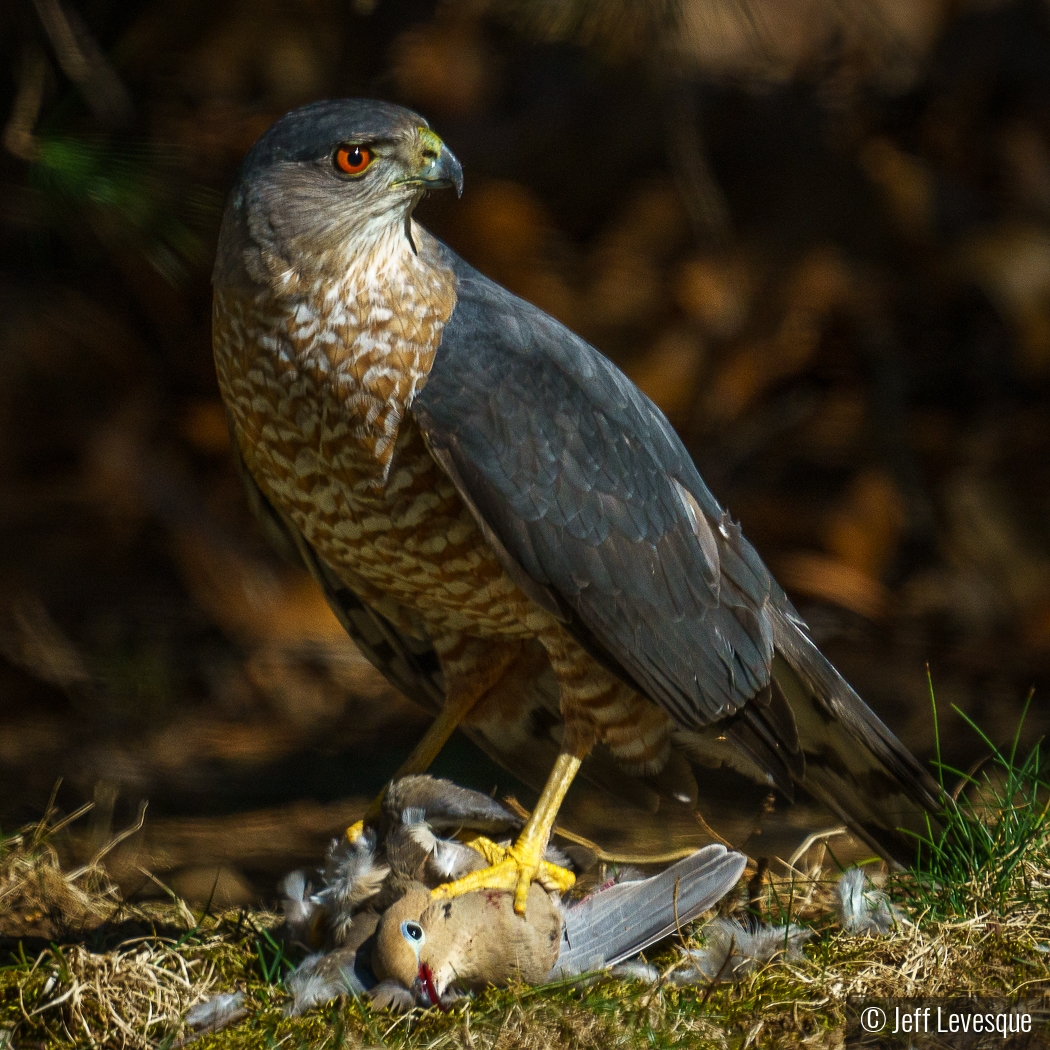 Cooper's Hawk Afternoon Meal by Jeff Levesque