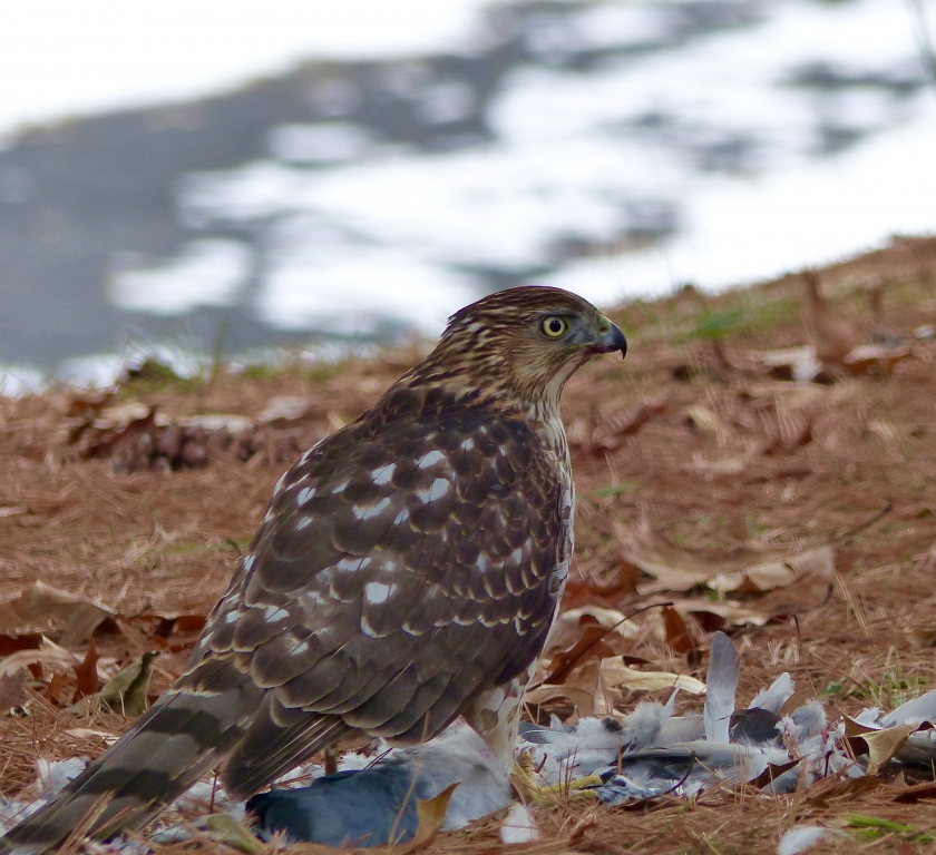 Cooper’s Hawk meets pidgeon for lunch by Gary Gianini
