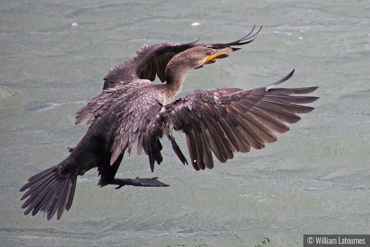 Cormorant Coming In For A Landing by William Latournes