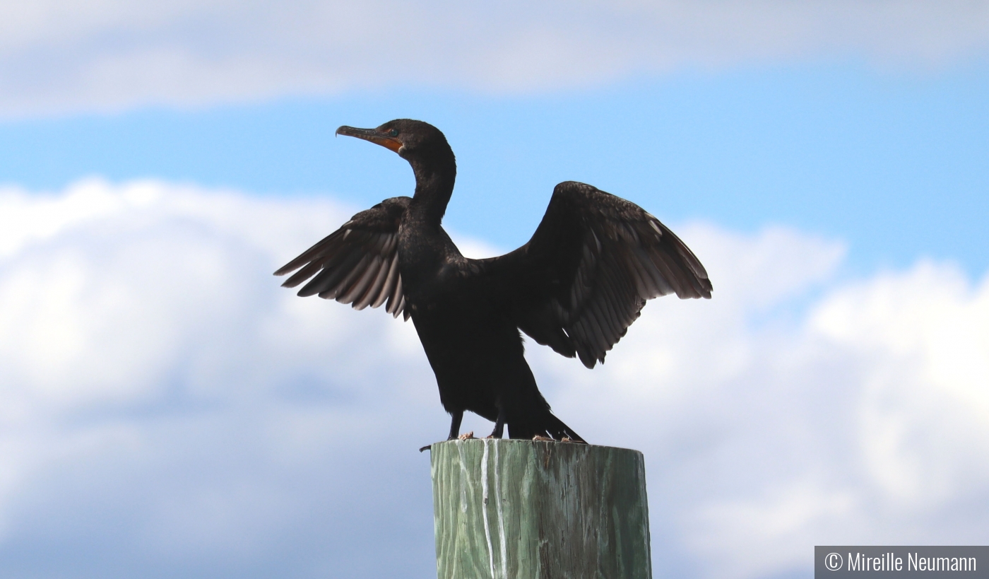Cormorant drying wings by Mireille Neumann