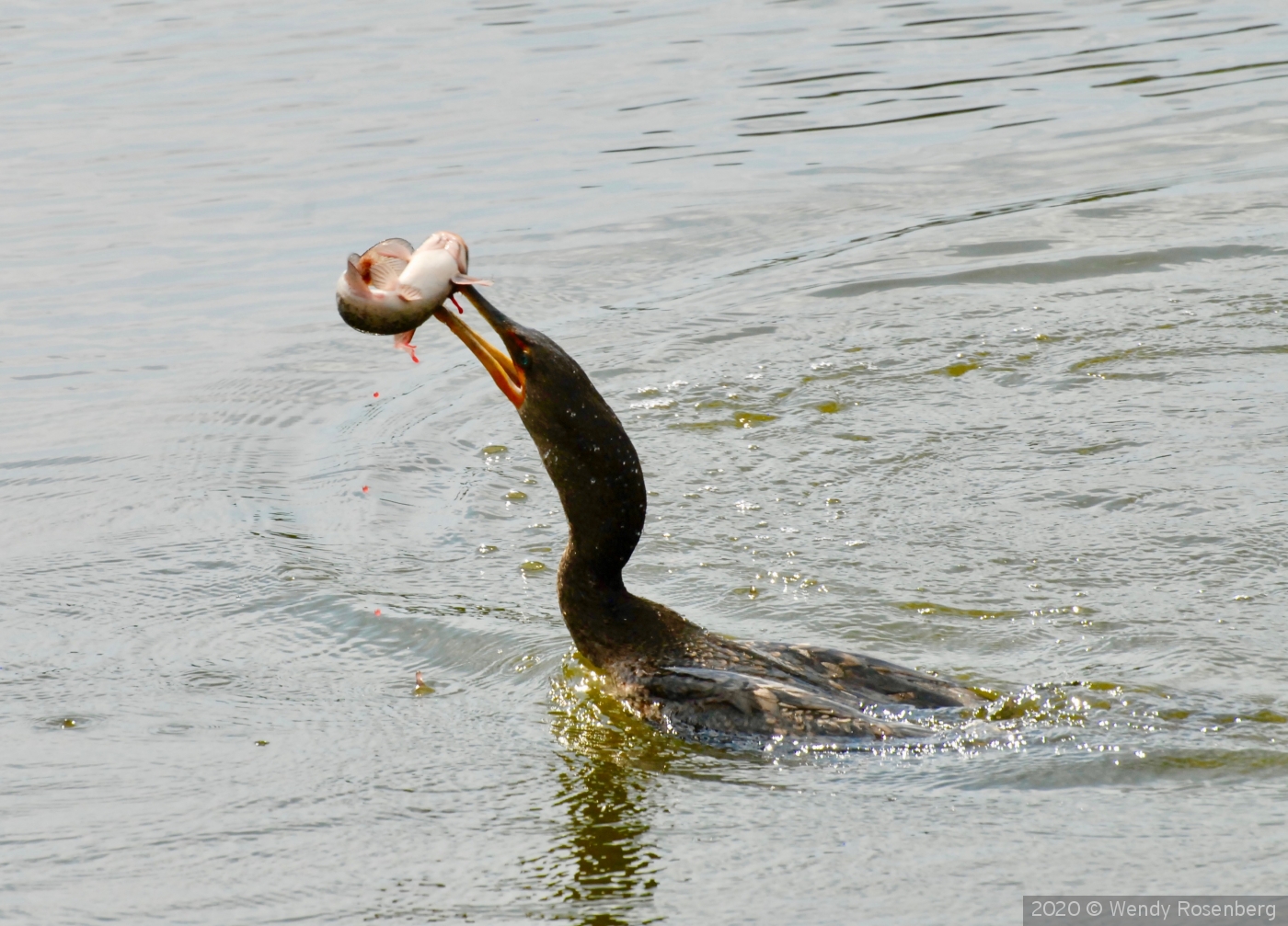Cormorant enjoying a fresh catch by Wendy Rosenberg