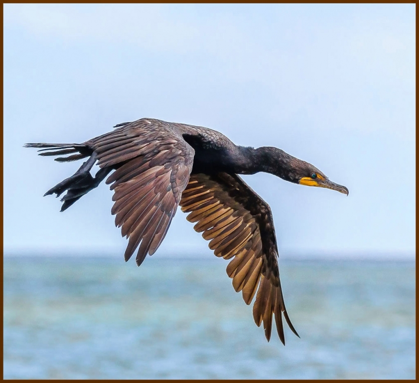 Cormorant in Flight by John Straub