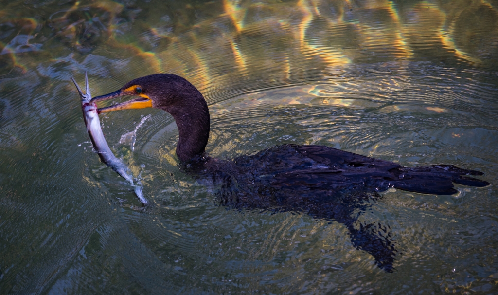 Cormorant with a fish by Lorraine Cosgrove