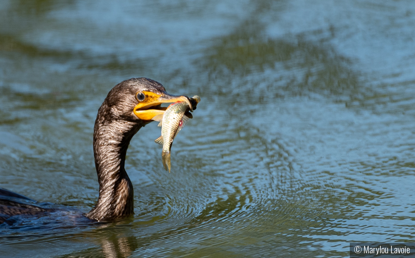 Cormorant With Catch by Marylou Lavoie