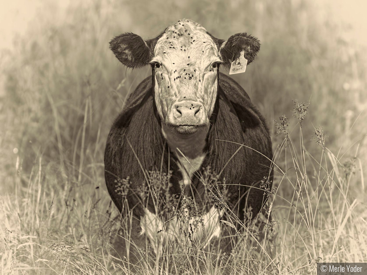 Cow in field by Merle Yoder