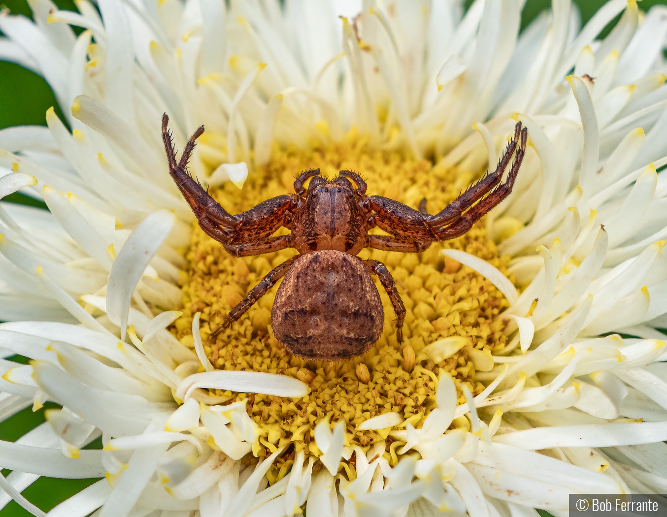 Crab Spider In Threat Pose by Bob Ferrante