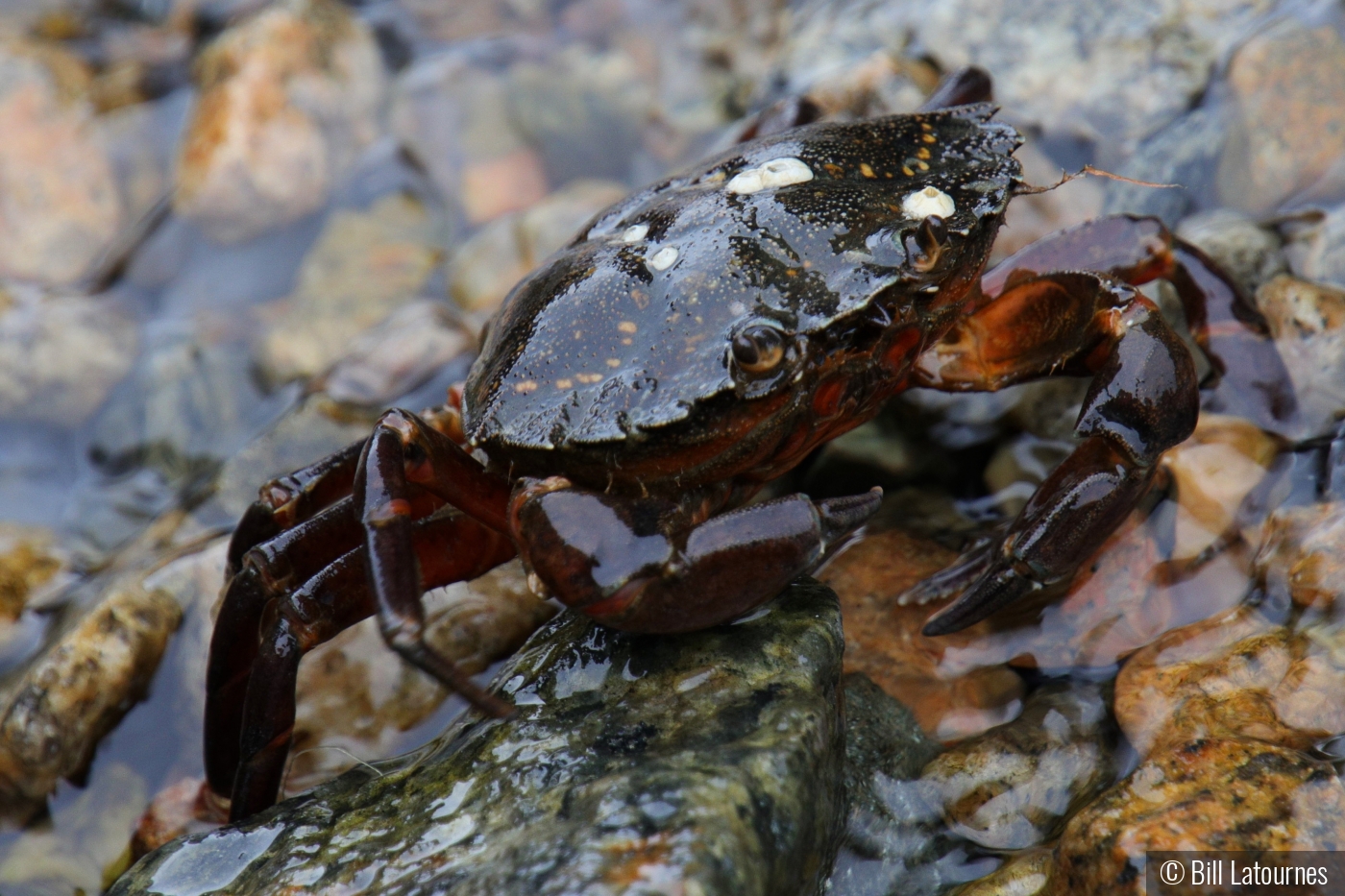 Crab by Bill Latournes