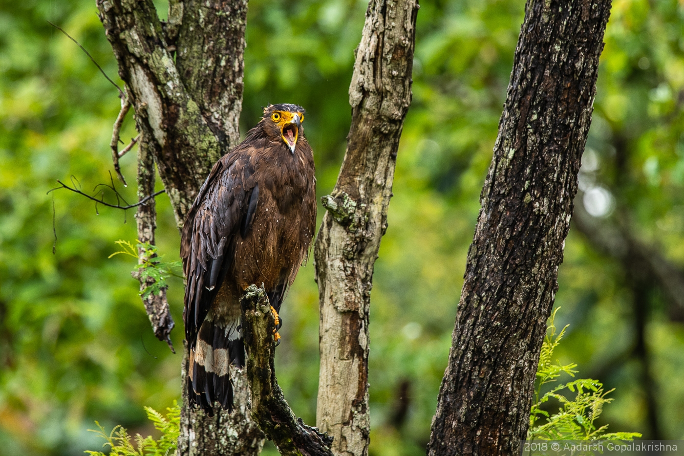 Crested Serpent Eagle, Kabini forest , India by Aadarsh Gopalakrishna