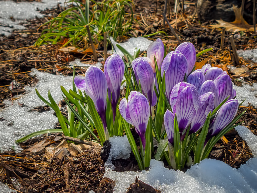 Crocuses in Spring Snow by Lorraine Cosgrove
