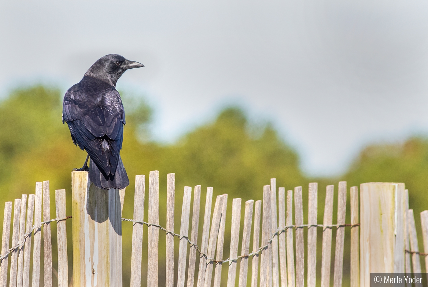 Crow on a fence by Merle Yoder