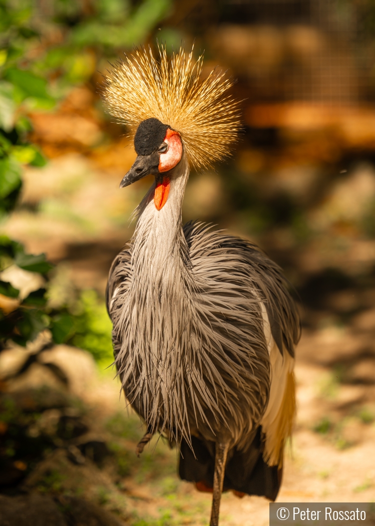 Crowned Crane by Peter Rossato