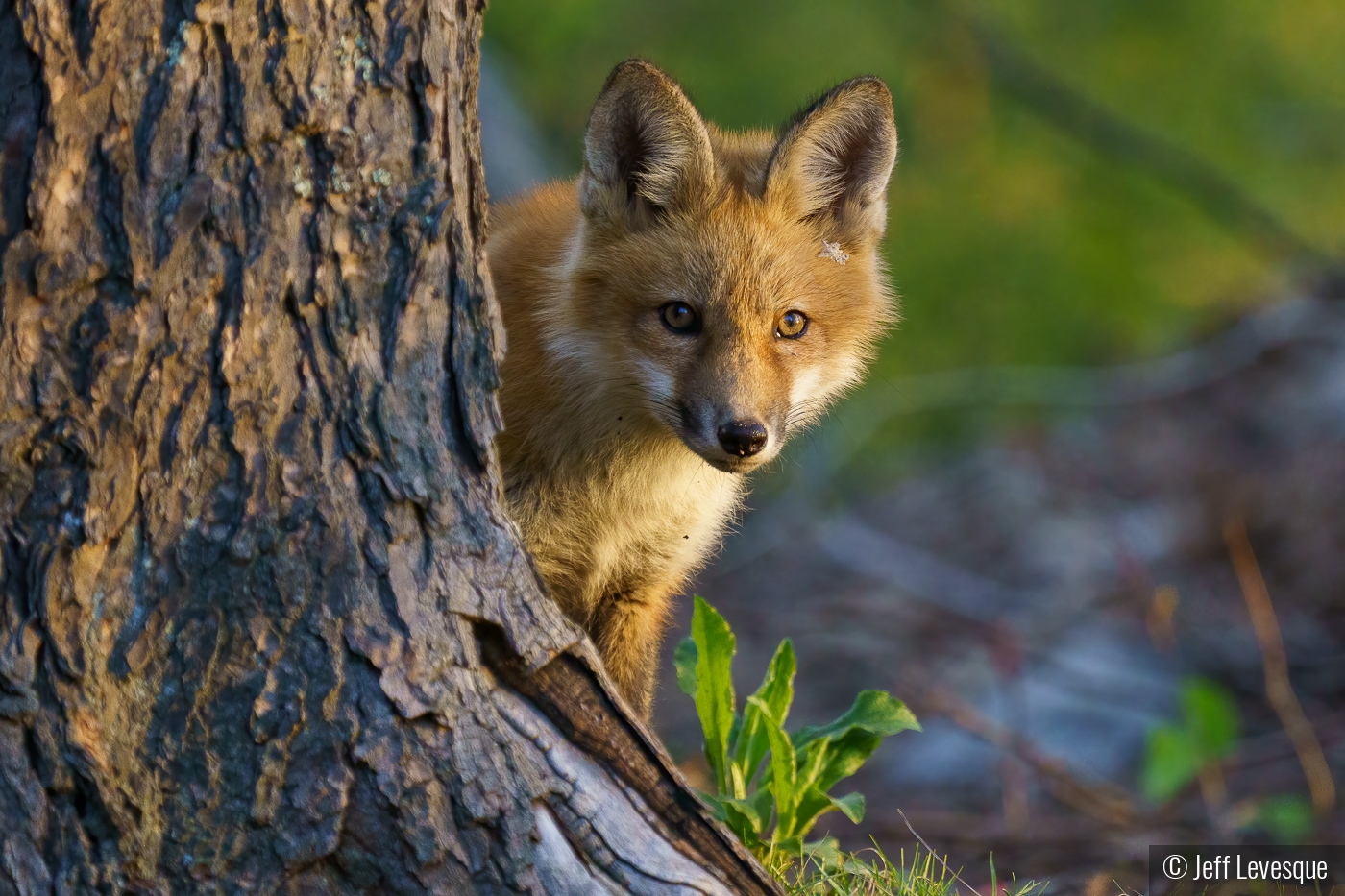 Curious Youngster by Jeff Levesque
